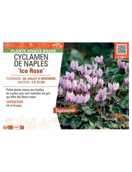 CYCLAMEN DE NAPLES ICE ROSE