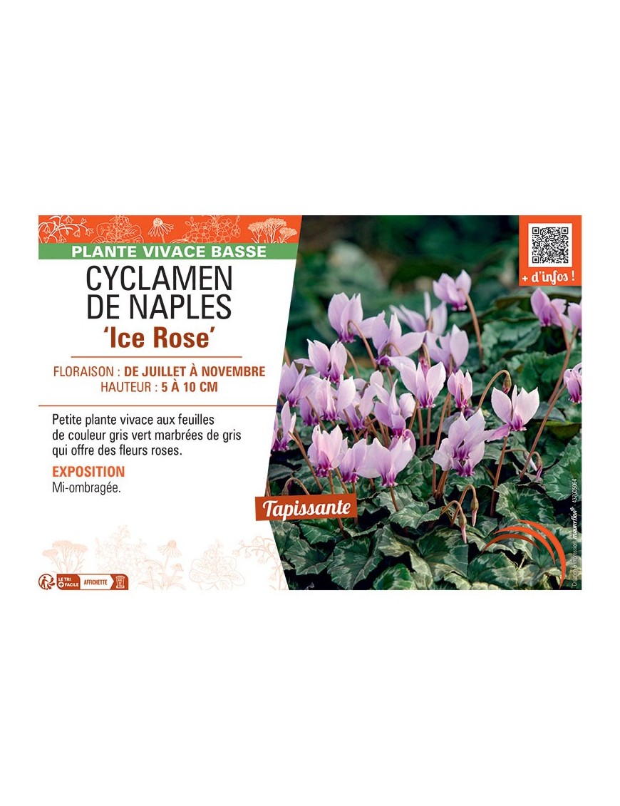 CYCLAMEN DE NAPLES ICE ROSE