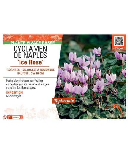 CYCLAMEN DE NAPLES ICE ROSE