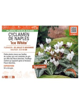 CYCLAMEN DE NAPLES ICE WHITE