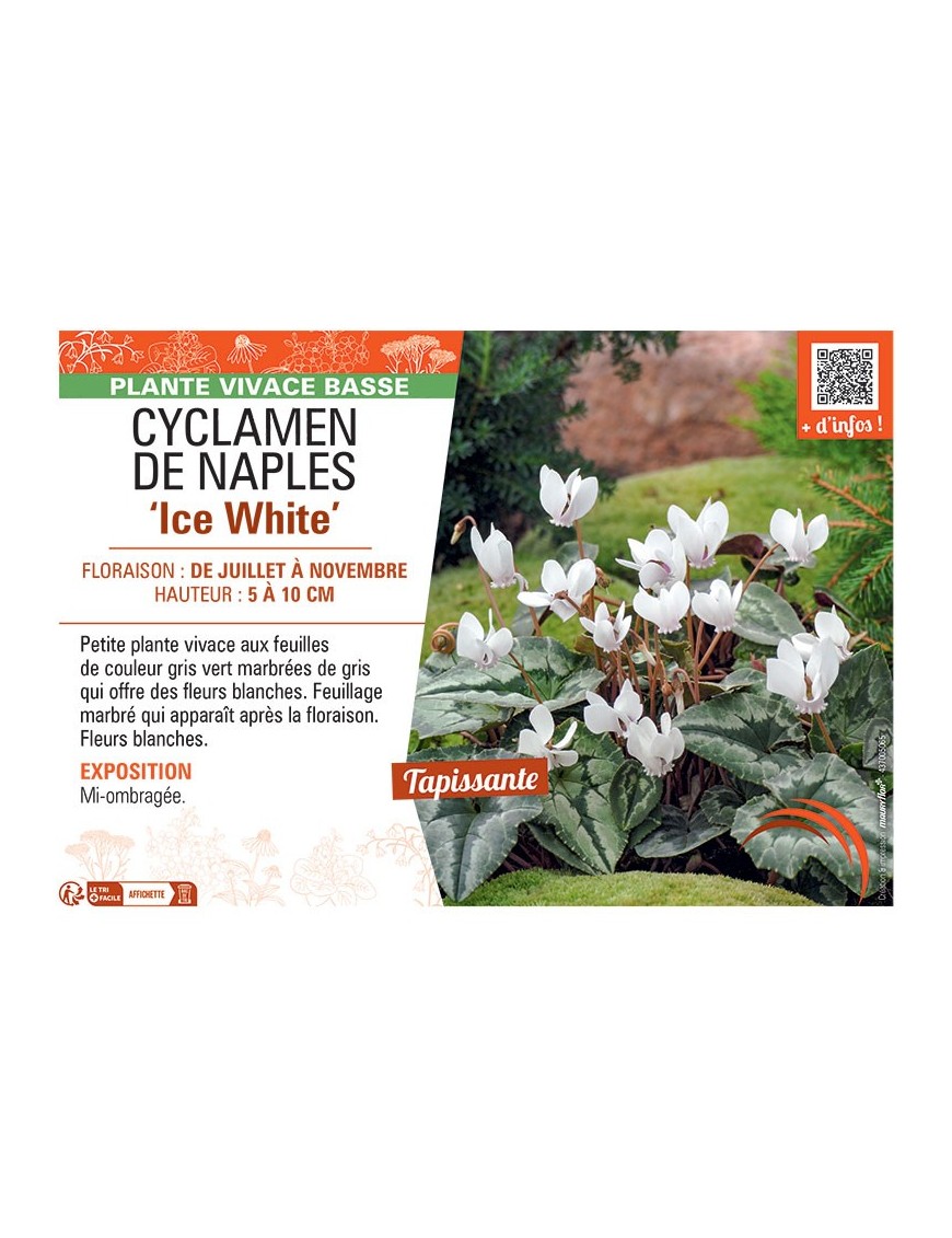 CYCLAMEN DE NAPLES ICE WHITE