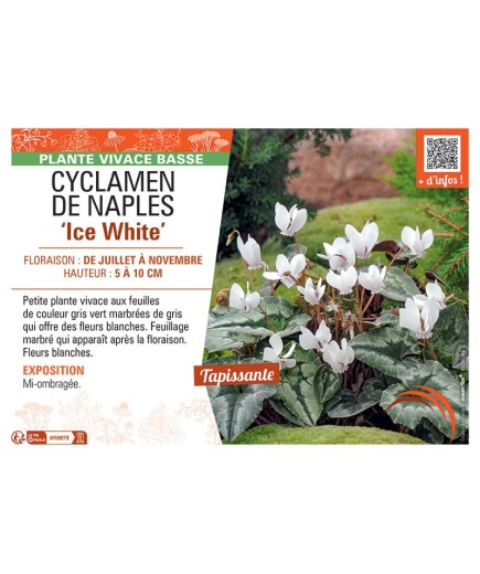 CYCLAMEN DE NAPLES ICE WHITE