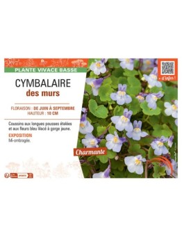 CYMBALAIRE DES MURS