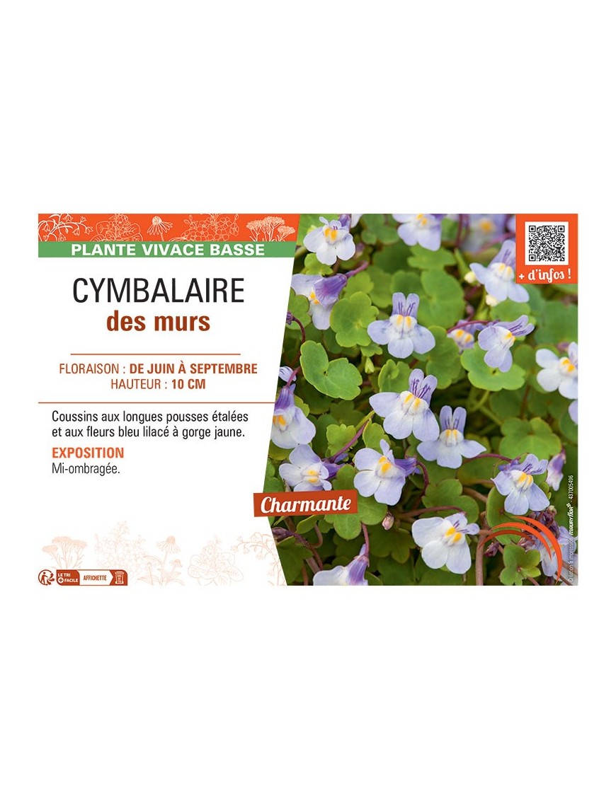 CYMBALAIRE DES MURS