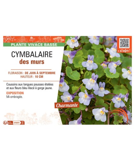 CYMBALAIRE DES MURS