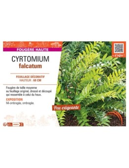 CYRTOMIUM FALCATUM