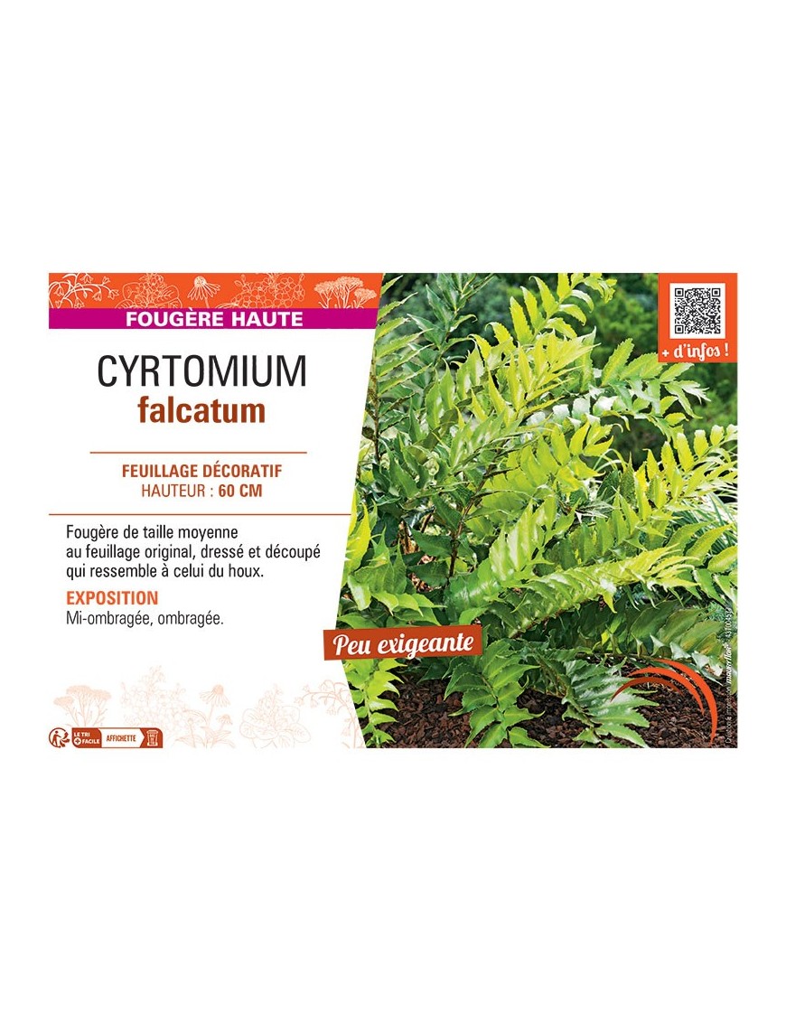 CYRTOMIUM FALCATUM