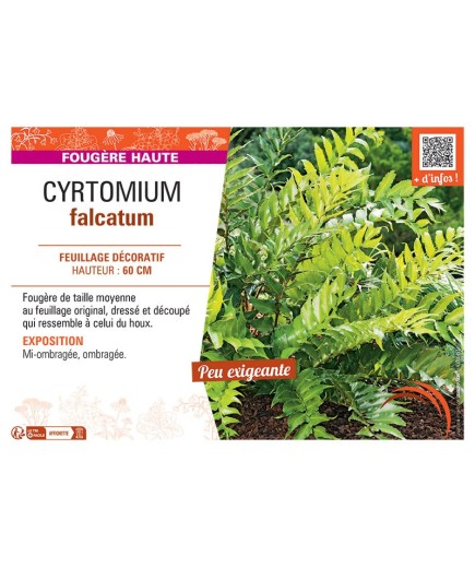 CYRTOMIUM FALCATUM