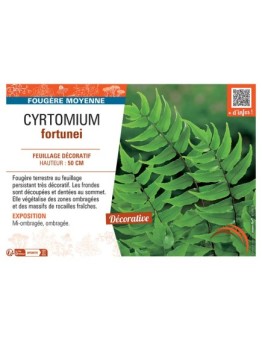 CYRTOMIUM FORTUNEI
