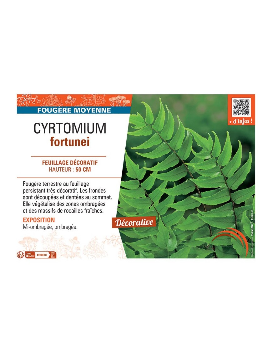 CYRTOMIUM FORTUNEI