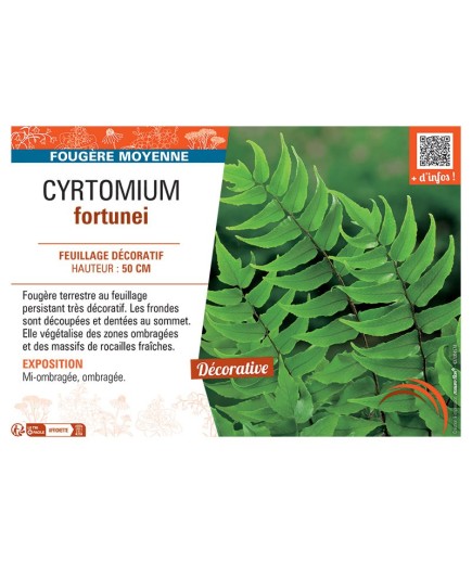 CYRTOMIUM FORTUNEI