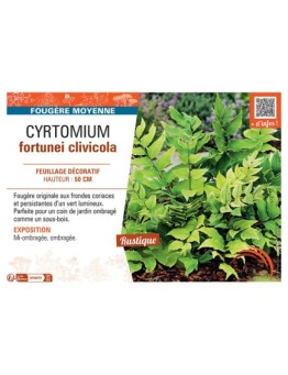 CYRTOMIUM FORTUNEI CLIVICOLA
