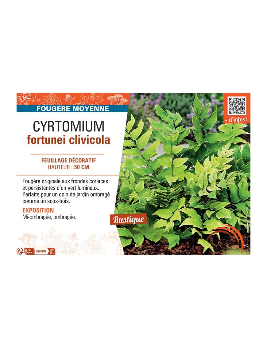 CYRTOMIUM FORTUNEI CLIVICOLA