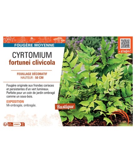 CYRTOMIUM FORTUNEI CLIVICOLA
