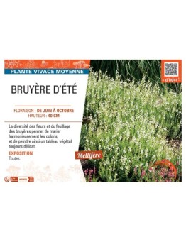 Daboecia cantabrica BRUYERE D'ÉTÉ (blanche)
