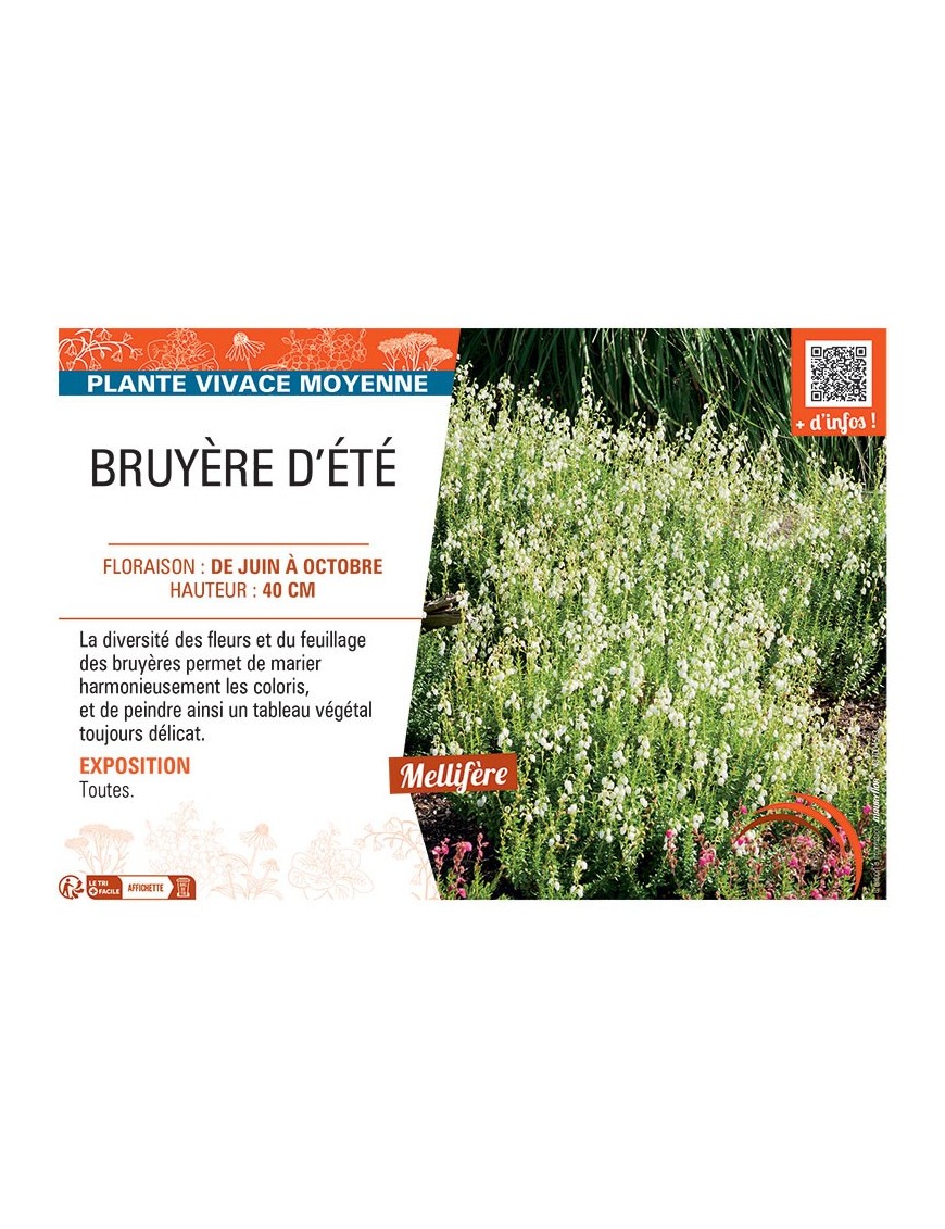 Daboecia cantabrica BRUYERE D'ÉTÉ (blanche)