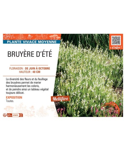 Daboecia cantabrica BRUYERE D'ÉTÉ (blanche)