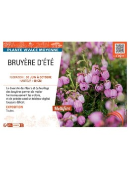 Daboecia cantabrica BRUYERE D'ÉTÉ (rose)