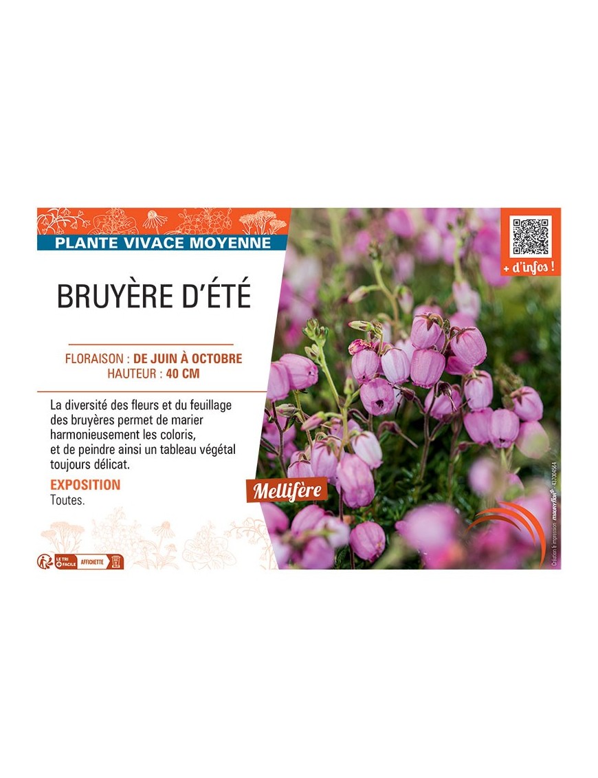 Daboecia cantabrica BRUYERE D'ÉTÉ (rose)