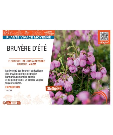 Daboecia cantabrica BRUYERE D'ÉTÉ (rose)