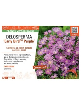 DELOSPERMA EARLY BIRD™ PURPLE