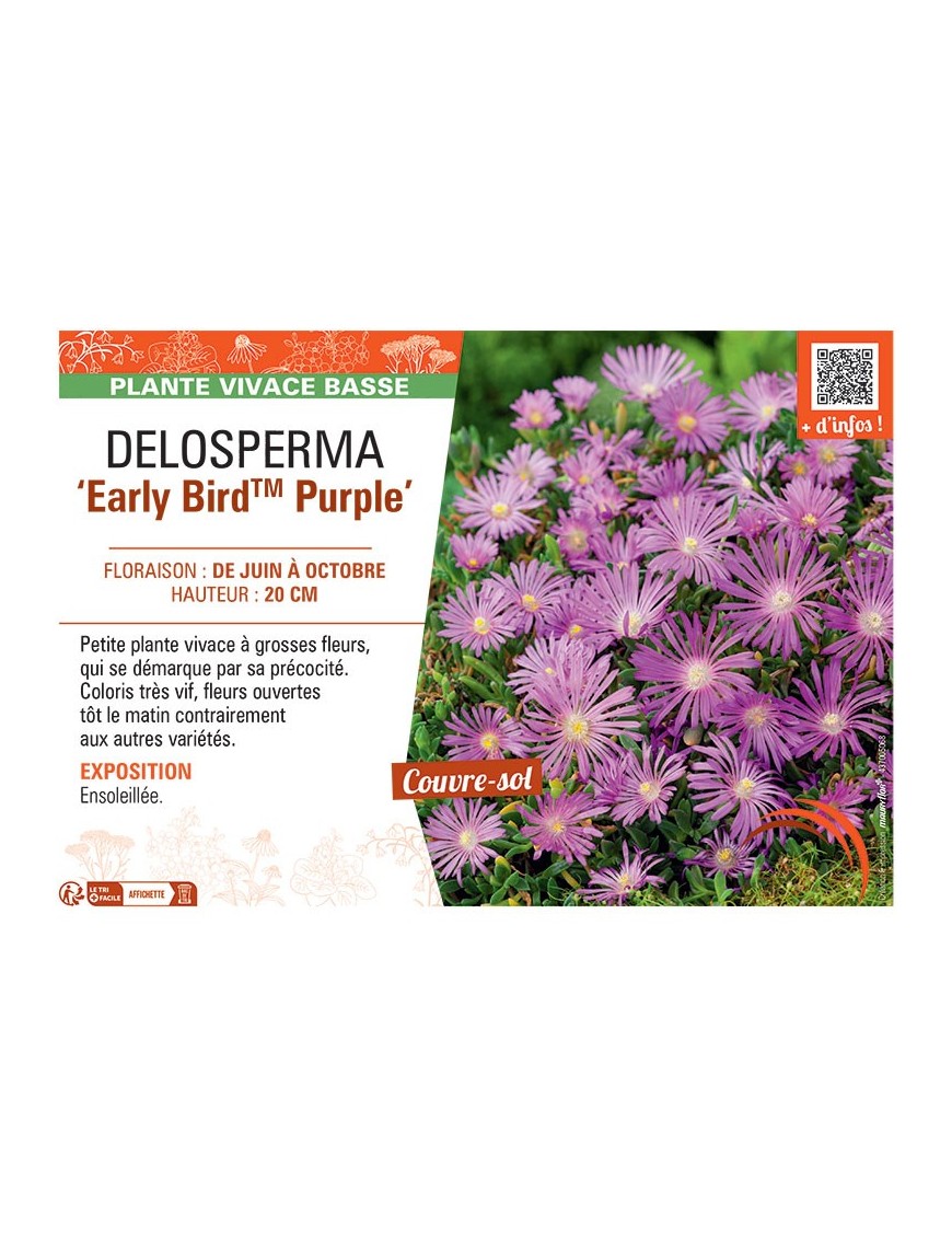 DELOSPERMA EARLY BIRD™ PURPLE