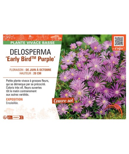 DELOSPERMA EARLY BIRD™ PURPLE
