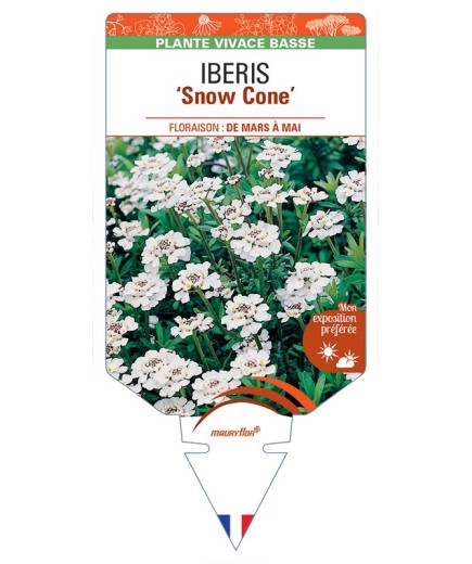 IBERIS (sempervirens) Snow Cone