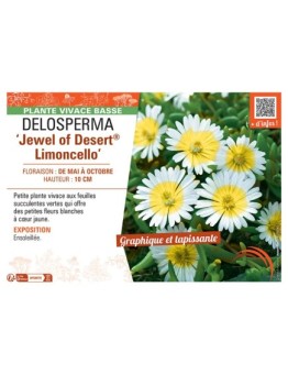 DELOSPERMA JEWEL OF DESERT® LIMONCELLO