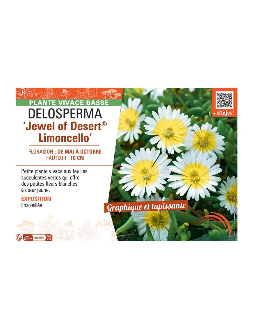 DELOSPERMA JEWEL OF DESERT® LIMONCELLO