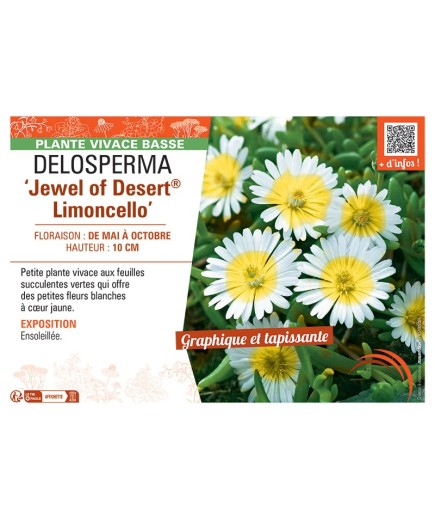 DELOSPERMA JEWEL OF DESERT® LIMONCELLO