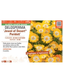 DELOSPERMA JEWEL OF DESERT® PERIDOTT