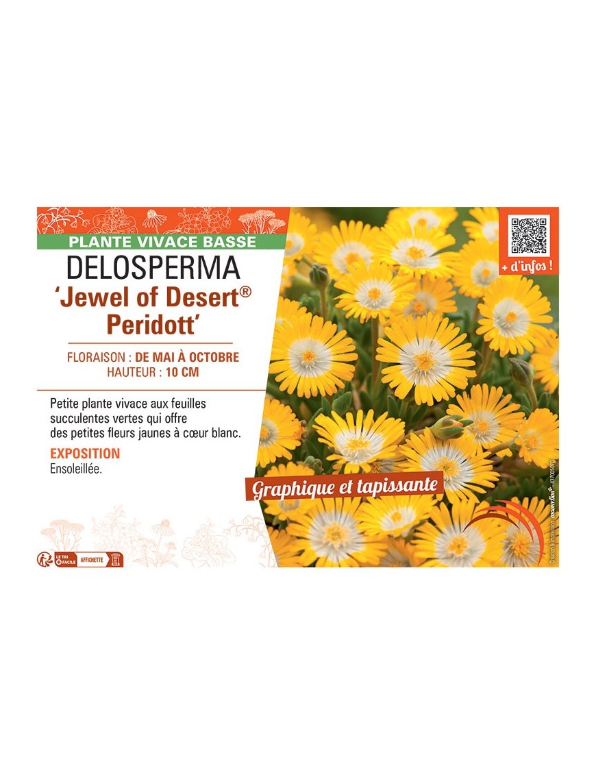 DELOSPERMA JEWEL OF DESERT® PERIDOTT