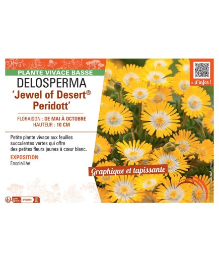 DELOSPERMA JEWEL OF DESERT® PERIDOTT