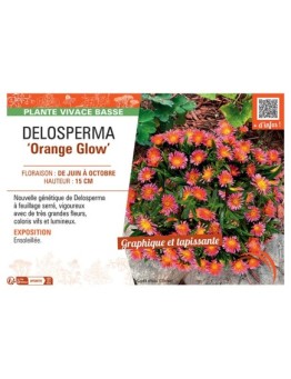 DELOSPERMA ORANGE GLOW