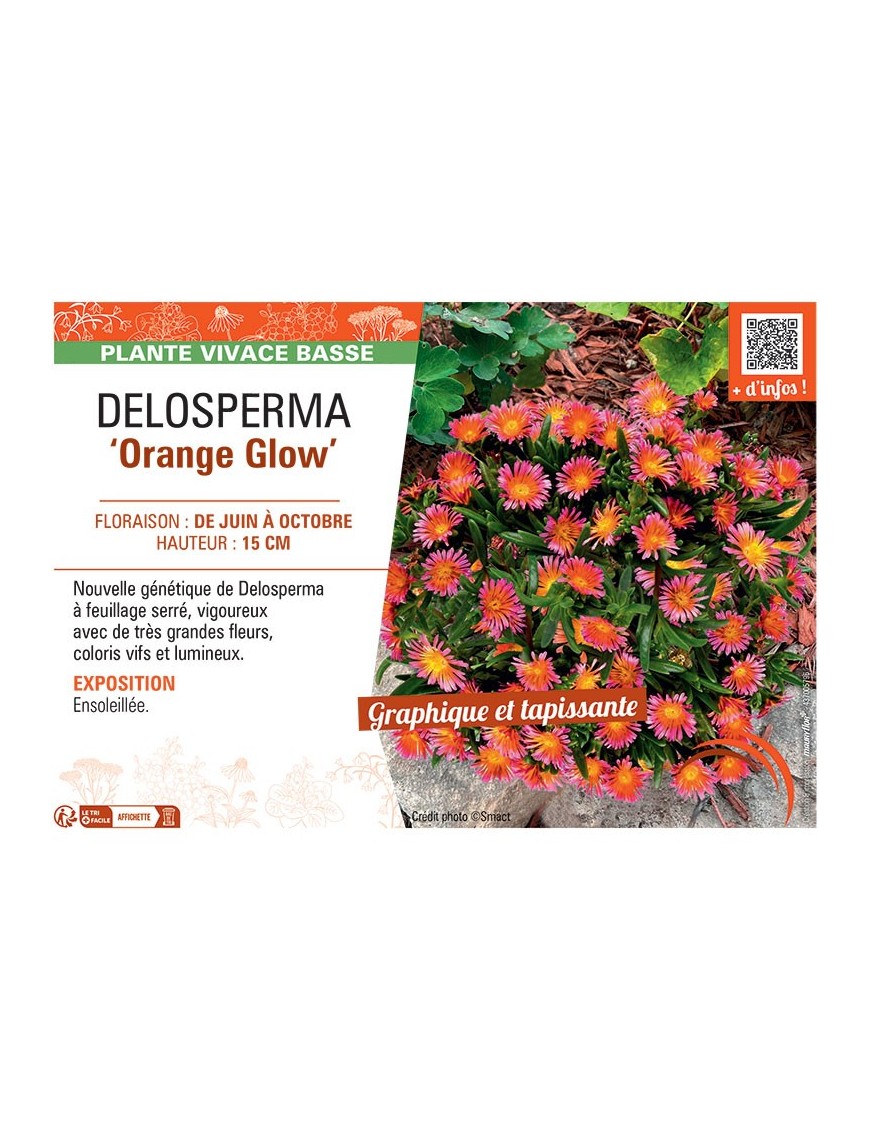 DELOSPERMA ORANGE GLOW