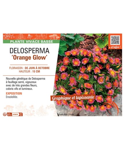DELOSPERMA ORANGE GLOW