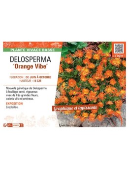 DELOSPERMA ORANGE VIBE