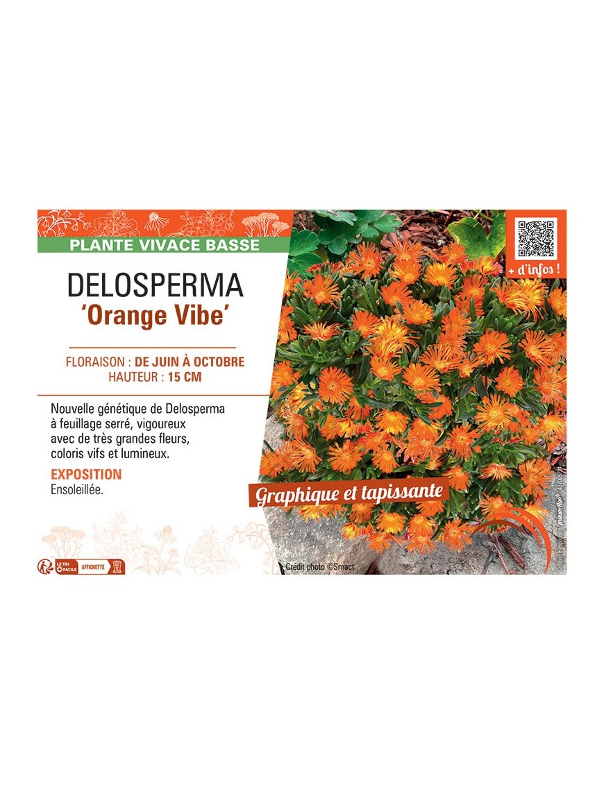 DELOSPERMA ORANGE VIBE