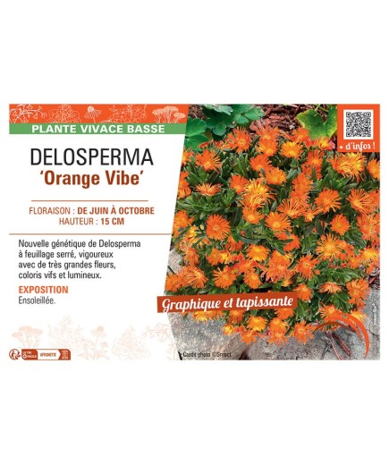 DELOSPERMA ORANGE VIBE