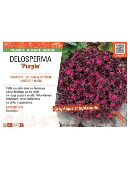 DELOSPERMA PURPLE