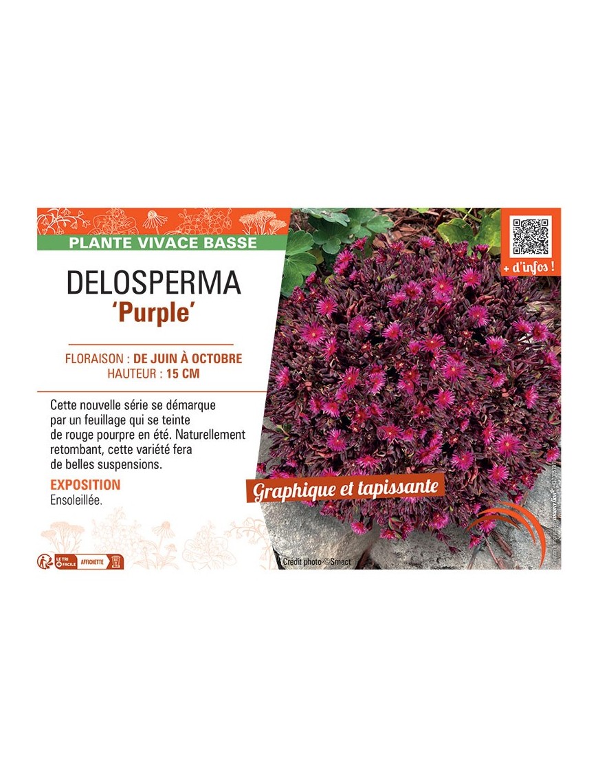 DELOSPERMA PURPLE