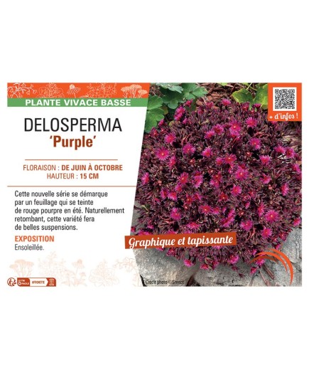 DELOSPERMA PURPLE
