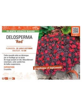 DELOSPERMA RED