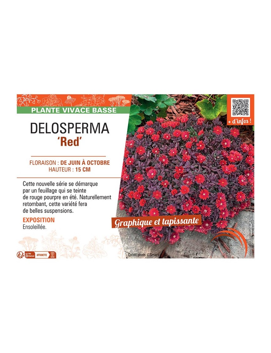 DELOSPERMA RED