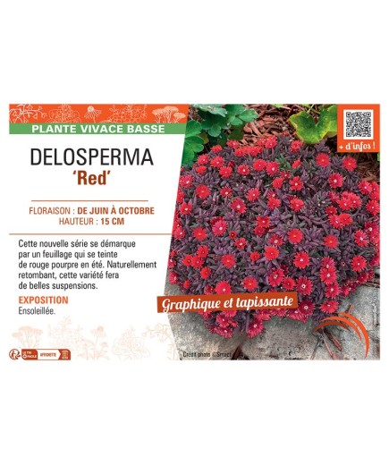 DELOSPERMA RED