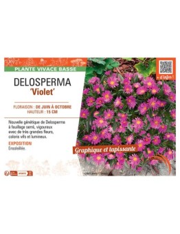 DELOSPERMA VIOLET