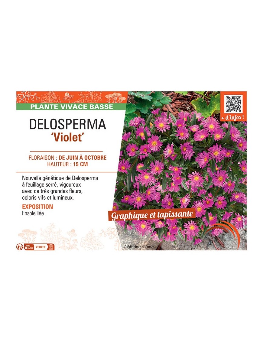 DELOSPERMA VIOLET