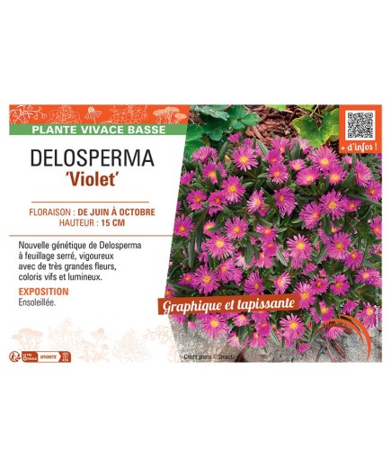 DELOSPERMA VIOLET
