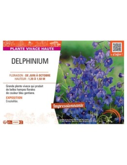 DELPHINIUM (bleu gentiane)